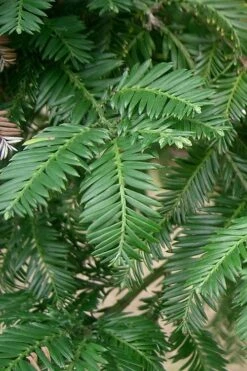 Inman's Select Redwood Tree (Sequoia Sempervirens) - 3 Gallon Pot -Outlet The Ever Garden Store sequoia sempervirens inman select 1