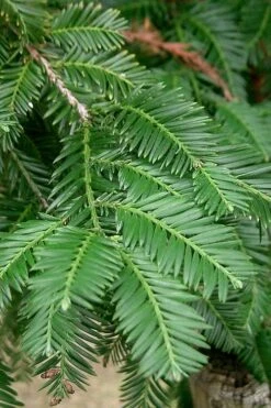 Inman's Select Redwood Tree (Sequoia Sempervirens) - 3 Gallon Pot -Outlet The Ever Garden Store sequoia sempervirens inman select 2