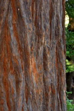 Inman's Select Redwood Tree (Sequoia Sempervirens) - 3 Gallon Pot -Outlet The Ever Garden Store sequoia sempervirens inman select 5