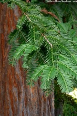 Inman's Select Redwood Tree (Sequoia Sempervirens) - 3 Gallon Pot -Outlet The Ever Garden Store sequoia sempervirens inman select 8