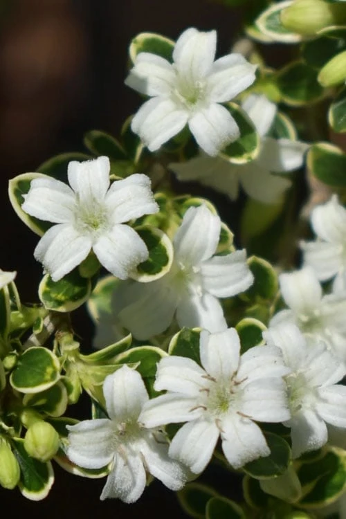 Variegated Snowbush (Serissa Japonica) - 3 Gallon Pot 8 Variegated Snowbush (Serissa Japonica) - 3 Gallon Pot - Image 8