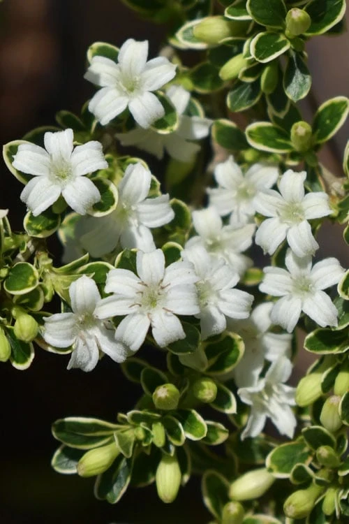Variegated Snowbush (Serissa Japonica) - 3 Gallon Pot 7 Variegated Snowbush (Serissa Japonica) - 3 Gallon Pot - Image 7