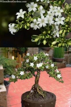 Variegated Snowbush (Serissa Japonica) - 3 Gallon Pot 12 Variegated Snowbush (Serissa Japonica) - 3 Gallon Pot -Outlet The Ever Garden Store serissa foetida variegata snowbush 7