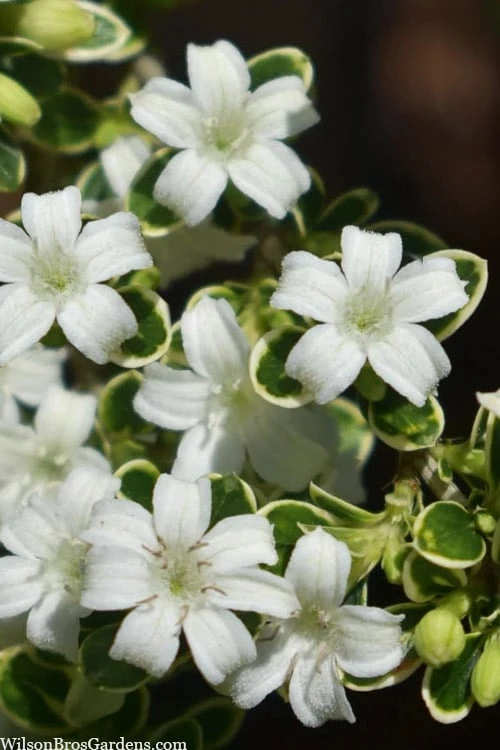 Variegated Snowbush (Serissa Japonica) - 3 Gallon Pot 1 Variegated Snowbush (Serissa Japonica) - 3 Gallon Pot