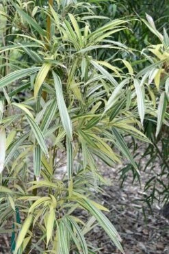 Variegated Chinese Temple Bamboo - Sinobambusa Tootsik 'Albostriata' - 3 Gallon Pot 9 Variegated Chinese Temple Bamboo - Sinobambusa Tootsik 'Albostriata' - 3 Gallon Pot -Outlet The Ever Garden Store sinobambusa toosik albostriata variegated temple bamboo 1