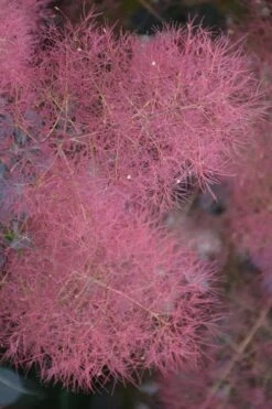 Grace Pink Flowering Smoke Tree - 5 Gallon Pot -Outlet The Ever Garden Store smoketree grace 8
