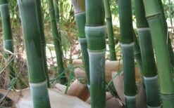 Solid Stem Bamboo - Phyllostachys Heteroclada - 3 Gallon Pot (4-6') -Outlet The Ever Garden Store solid stem bamboo