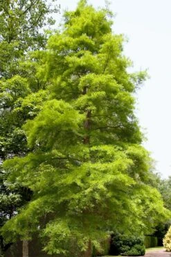 Green Whispers Bald Cypress (Taxodium Distichum) - 7 Gallon Pot (6-7') -Outlet The Ever Garden Store taxodium distichum green whispers bald cypress tree 1