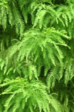 Green Whispers Bald Cypress (Taxodium Distichum) - 7 Gallon Pot (6-7') -Outlet The Ever Garden Store taxodium distichum green whispers bald cypress tree 2