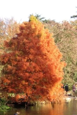Green Whispers Bald Cypress (Taxodium Distichum) - 7 Gallon Pot (6-7') -Outlet The Ever Garden Store taxodium distichum green whispers bald cypress tree 4