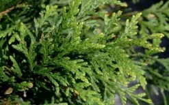 Green Giant Arborvitae - 1 Gallon Pot -Outlet The Ever Garden Store thuja green giant arborvitae 102 2
