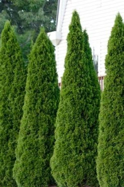 Emerald Green Arborvitae - 1 Gallon Pot -Outlet The Ever Garden Store thuja occidentalis emerald green arborvitae 101