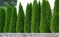 Emerald Green Arborvitae - 7 Gallon Pot (4-5') -Outlet The Ever Garden Store thuja occidentalis emerald green arborvitae 102 1