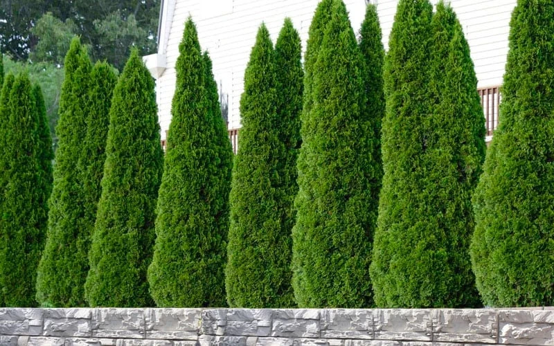 Emerald Green Arborvitae - 7 Gallon Pot (3-4') 5 Emerald Green Arborvitae - 7 Gallon Pot (3-4') - Image 5