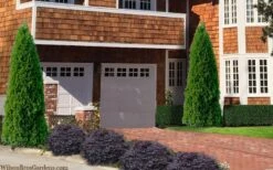 Emerald Green Arborvitae - 7 Gallon Pot (3-4') 10 Emerald Green Arborvitae - 7 Gallon Pot (3-4') -Outlet The Ever Garden Store thuja occidentalis emerald green arborvitae 106