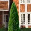 Emerald Green Arborvitae - 1 Gallon Pot