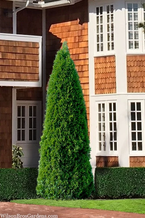 Emerald Green Arborvitae - 7 Gallon Pot (3-4') 1 Emerald Green Arborvitae - 7 Gallon Pot (3-4')