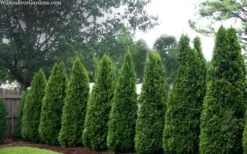 Emerald Green Arborvitae - 7 Gallon Pot (4-5') -Outlet The Ever Garden Store thuja occidentalis emerald green arborvitae 109 1