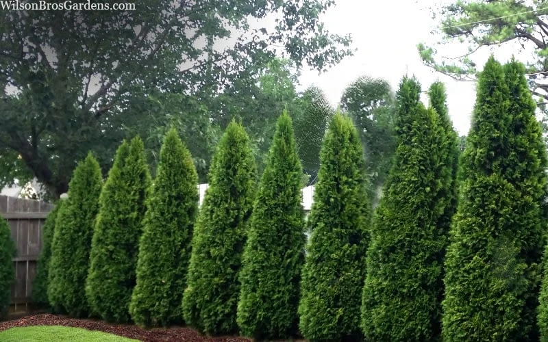 Emerald Green Arborvitae - 7 Gallon Pot (3-4') 6 Emerald Green Arborvitae - 7 Gallon Pot (3-4') - Image 6