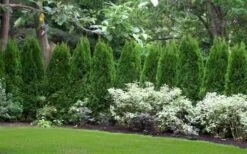 Emerald Green Arborvitae - 7 Gallon Pot (4-5') -Outlet The Ever Garden Store thuja occidentalis emerald green arborvitae 110 1