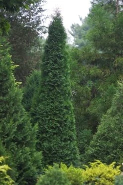 North Pole Arborvitae (Thuja) - 3 Gallon Pot 10 North Pole Arborvitae (Thuja) - 3 Gallon Pot -Outlet The Ever Garden Store thuja occidentalis north pole arborvitae 1 1