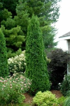 North Pole Arborvitae (Thuja) - 3 Gallon Pot 11 North Pole Arborvitae (Thuja) - 3 Gallon Pot -Outlet The Ever Garden Store thuja occidentalis north pole arborvitae 2 1