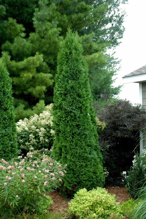 North Pole Arborvitae (Thuja) - 3 Gallon Pot 6 North Pole Arborvitae (Thuja) - 3 Gallon Pot - Image 6