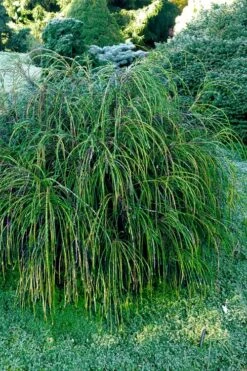 Whipcord Arborvitae - Thuja Plicata 'Whipcord' -1 Gallon Pot 9 Whipcord Arborvitae - Thuja Plicata 'Whipcord' -1 Gallon Pot -Outlet The Ever Garden Store thuja plicata whipcord arborvitae 105