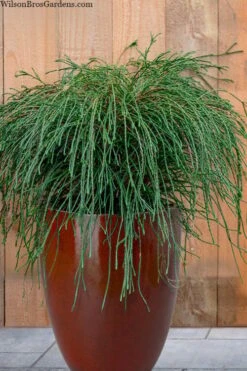 Whipcord Arborvitae - Thuja Plicata 'Whipcord' -1 Gallon Pot