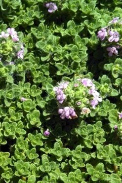 Leprechaun Creeping Thyme - 6 Pack Of Pint Pots -Outlet The Ever Garden Store thyme leprechaun 500x750 1