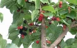 Red Mulberry Tree (Morus Rubra) - 3 Gallon Pot -Outlet The Ever Garden Store tree red mulberry 2 800x500 1