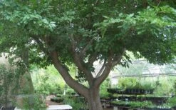 Red Mulberry Tree (Morus Rubra) - 3 Gallon Pot -Outlet The Ever Garden Store tree red mulberry 3 800x500 1