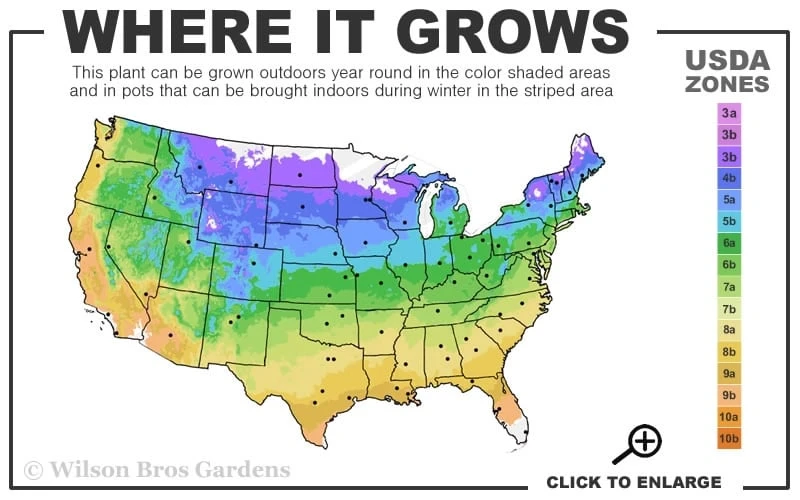 Avant-Garde Clematis - 1 Gallon Pot 3 Avant-Garde Clematis - 1 Gallon Pot - Image 3