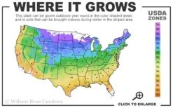 Abilene Clematis - 1 Gallon Pot -Outlet The Ever Garden Store usda zone map 37