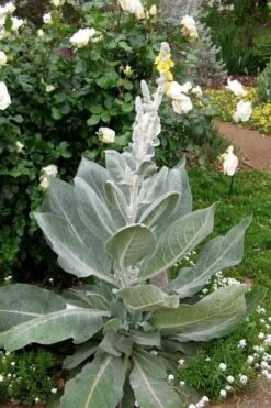 Giant Silver Mullien (Verbascum Bombyciferum) - 1 Gallon Pot -Outlet The Ever Garden Store verbascum bombyciferum giant silver mullien 2