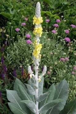 Giant Silver Mullien (Verbascum Bombyciferum) - 1 Gallon Pot -Outlet The Ever Garden Store verbascum bombyciferum giant silver mullien 3