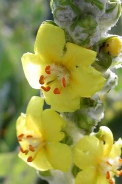 Giant Silver Mullien (Verbascum Bombyciferum) - 1 Gallon Pot -Outlet The Ever Garden Store verbascum bombyciferum giant silver mullien 5