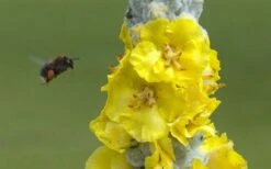 Giant Silver Mullien (Verbascum Bombyciferum) - 1 Gallon Pot -Outlet The Ever Garden Store verbascum bombyciferum giant silver mullien 7