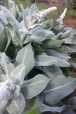 Giant Silver Mullien (Verbascum Bombyciferum) - 1 Gallon Pot -Outlet The Ever Garden Store verbascum bombyciferum giant silver mullien 8