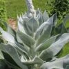 Giant Silver Mullien (Verbascum Bombyciferum) - 1 Gallon Pot