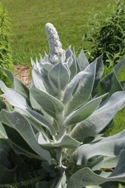 Giant Silver Mullien (Verbascum Bombyciferum) - 1 Gallon Pot