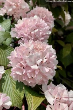 Kern's Pink Snowball Viburnum Bush - 3 Gallon Pot -Outlet The Ever Garden Store viburnum plicatum kerns pink snowball 3