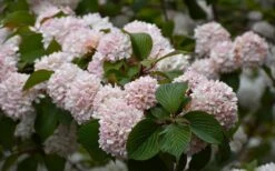 Kern's Pink Snowball Viburnum Bush - 3 Gallon Pot -Outlet The Ever Garden Store viburnum plicatum kerns pink snowball 7