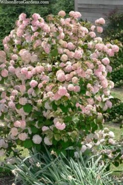 Kern's Pink Snowball Viburnum Bush - 3 Gallon Pot -Outlet The Ever Garden Store viburnum plicatum kerns pink snowball 9
