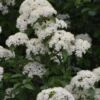 Blackhaw Viburnum - 3 Pack Of 1.5 Quart Pots