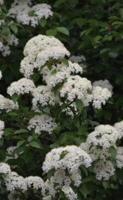 Blackhaw Viburnum - 3 Pack Of 1.5 Quart Pots