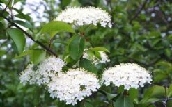 Blackhaw Viburnum - 3 Pack Of 1.5 Quart Pots -Outlet The Ever Garden Store viburnum prunifolium black haw 4