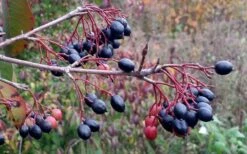Blackhaw Viburnum - 3 Pack Of 1.5 Quart Pots -Outlet The Ever Garden Store viburnum prunifolium black haw 5