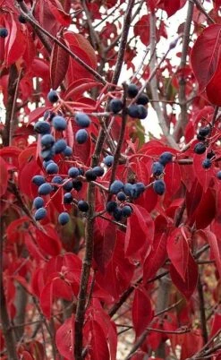 Blackhaw Viburnum - 3 Pack Of 1.5 Quart Pots -Outlet The Ever Garden Store viburnum prunifolium black haw 6