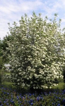 Blackhaw Viburnum - 3 Pack Of 1.5 Quart Pots -Outlet The Ever Garden Store viburnum prunifolium black haw 7